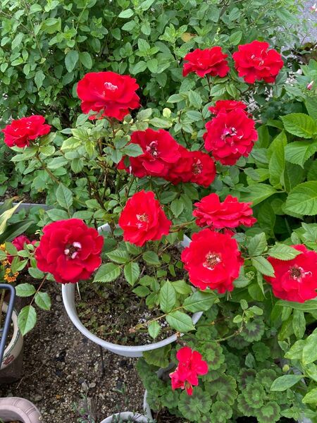 赤ミニ薔薇 花付き 抜き苗