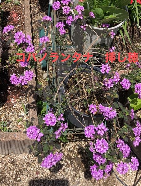 コバノランタナ 挿し穂 5本