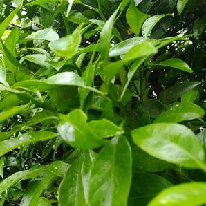 みかんの葉小枝付き 約100g 若葉 農薬不使用