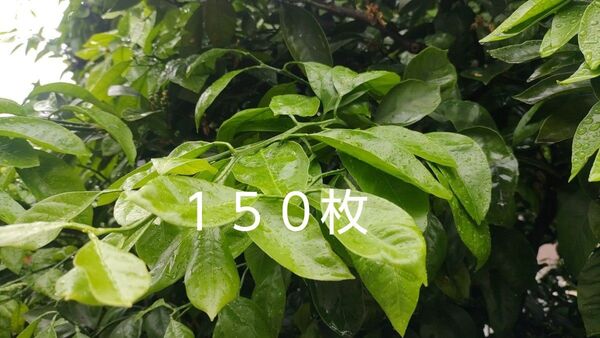みかんの葉 若葉 枝付き 150枚