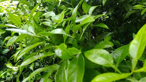 みかんの葉 若葉 枝付き 35枚 無農薬