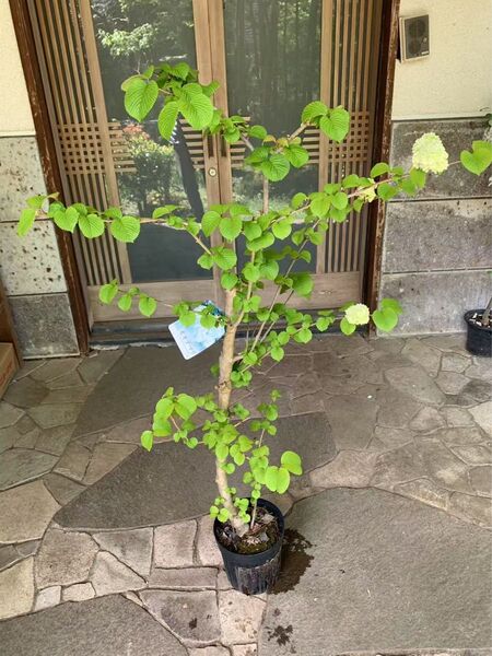 大手毬 白 オオデマリ ビバーナム 庭木 ガーデニング 鉢ごと発送