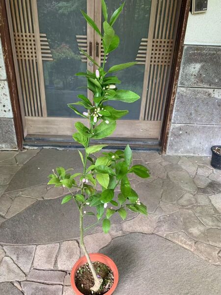 マイヤーレモン 果樹 苗木 鉢ごと発送