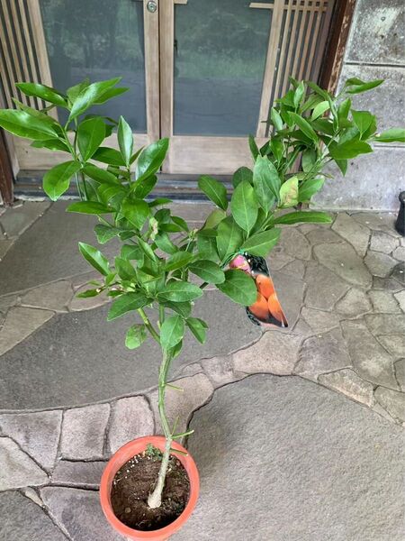 マイヤーレモン 果樹 苗木 鉢ごと発送