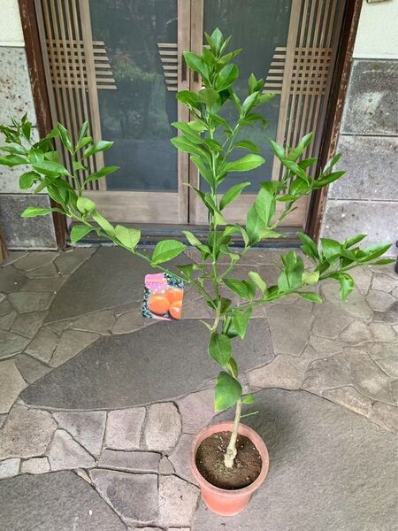 マイヤーレモン 果樹 苗木 鉢ごと発送