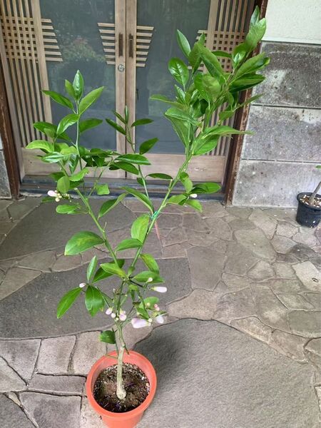 マイヤーレモン 果樹 苗木 鉢ごと発送
