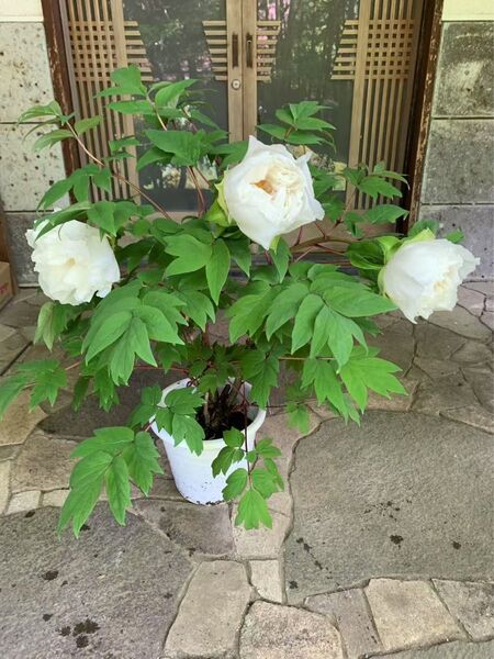 牡丹 連鶴 豪華多弁咲き 鉢ごと発送
