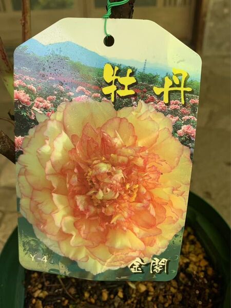 牡丹の苗木 金閣 鉢ごと発送