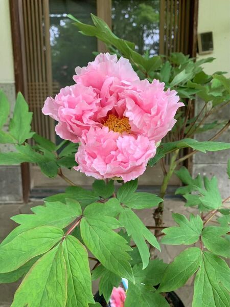 牡丹の苗木 花競 特大株