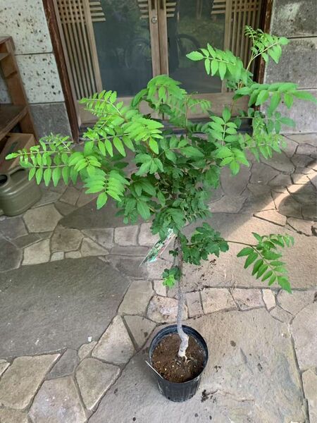 無農薬 朝倉山椒苗木 鉢ごと発送