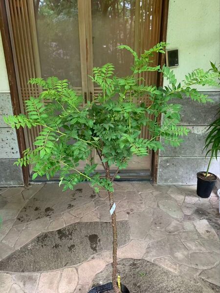 無農薬 朝倉山椒 実が付き
