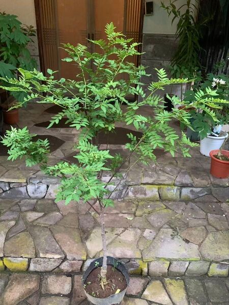 無農薬 朝倉山椒 実が付き