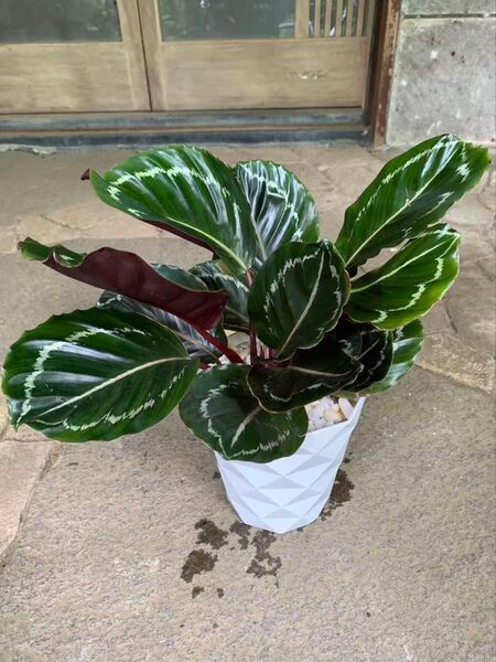観葉植物 カラテア ヴェイチアナ フック 鉢ごと発送