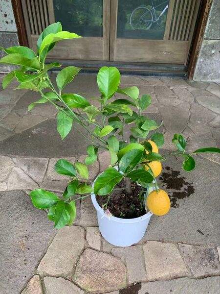 レモンの苗木 実が付き 果樹 鉢ごと発送