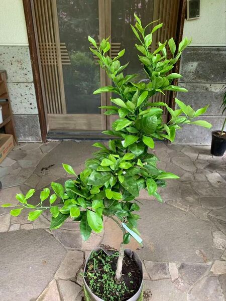 無農薬 由良早生蜜柑 苗木 果樹