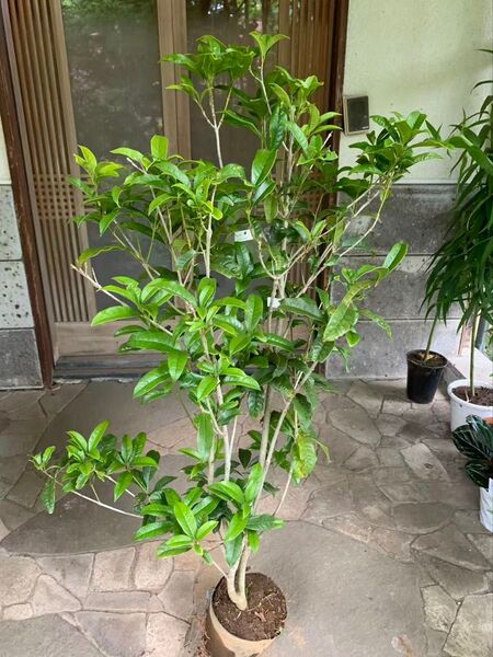 金木犀 特大株