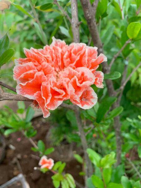 珍しい 花柘榴 特大株