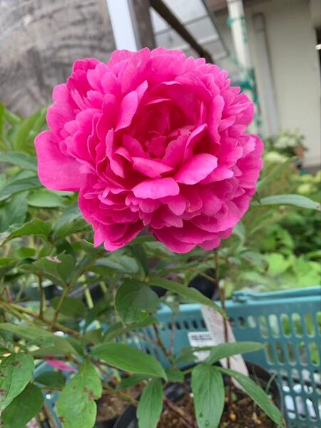 珍しい芍薬 カンサス ピオニー 受賞花 鉢ごと発送