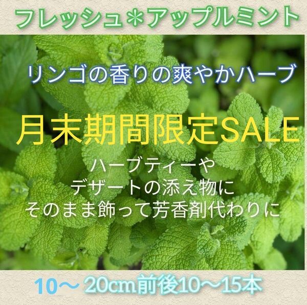 フレッシュ アップルミント