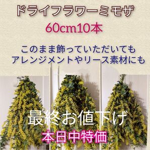 ドライフラワーミモザ60cm10本