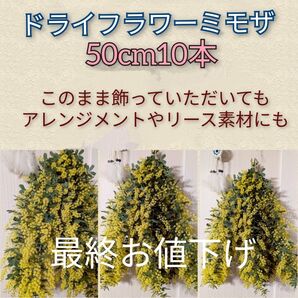 ドライフラワーミモザ50cm10本
