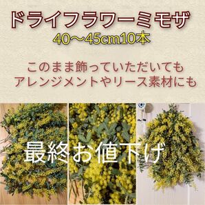 ドライフラワーミモザ40〜45cm10本