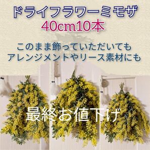 ドライフラワーミモザ40cm10本