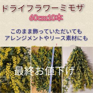 ドライフラワーミモザ60cm