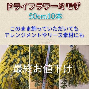 ドライフラワーミモザ50cm