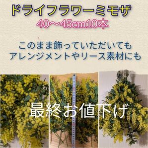 ドライフラワーミモザ40〜45cm