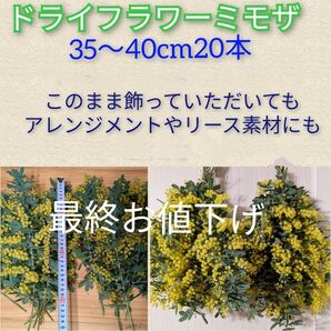 ドライフラワーミモザ30〜40cm