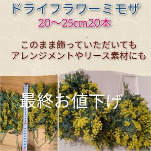 ドライフラワーミモザ20〜25cm