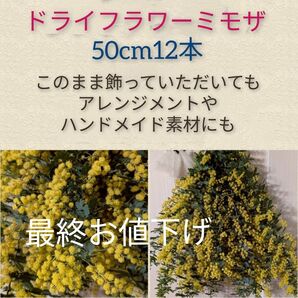 ドライフラワーミモザ50cm