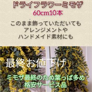 ドライフラワーミモザ60cm