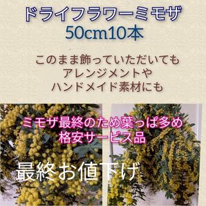 ドライフラワーミモザ50cm