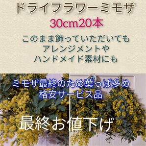 ドライフラワーミモザ30cm