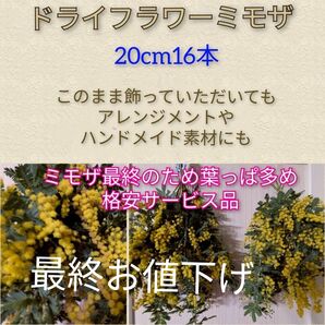 ドライフラワーミモザ20cm