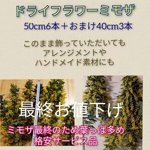 ドライフラワーミモザ60cm