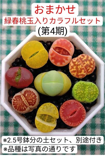 S371 土付き 緑春桃玉入り おまかせ カラフルセット多肉植物リトープス抜き苗