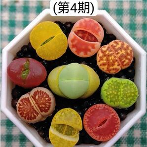 S380 土付き 緑春桃玉入り おまかせ カラフルセット多肉植物リトープス抜き苗