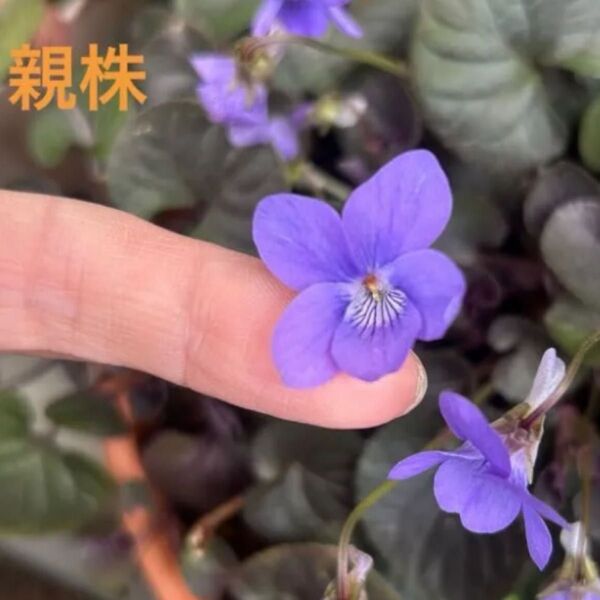 【2株以上】ラブラトリカ 宿根黒葉すみれ 赤ちゃん苗