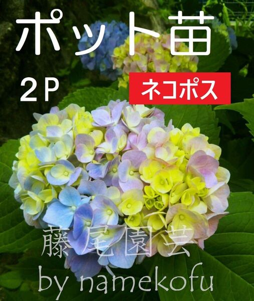 2ポットセット【ネコポス】紫陽花 2024年挿し木苗(1節) 2ポット アジサイ