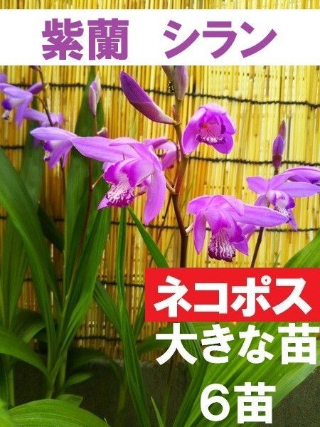 【ネコポス】シラン 紫蘭 6株 抜き苗 大きな苗 紫