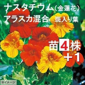 増数中4株+1苗【ネコポス】斑入り葉 ナスタチウム(キンレンカ)アラスカ混合
