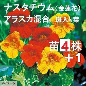増数中4株+1苗【ネコポス】斑入り葉 ナスタチウム(キンレンカ)アラスカ混合