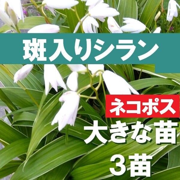 【ネコポス】3株 白花 斑入りシラン 紫蘭 抜き苗 大きな苗 丈夫で育てやすいガーデン蘭