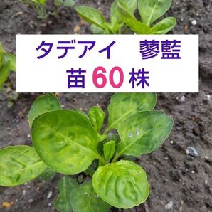 【ネコポス】タデアイ 蓼藍苗 60株 抜き苗 藍染め