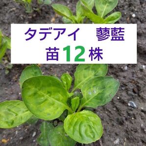 【ネコポス】タデアイ 蓼藍苗12株 抜き苗 藍染め 農薬不使用
