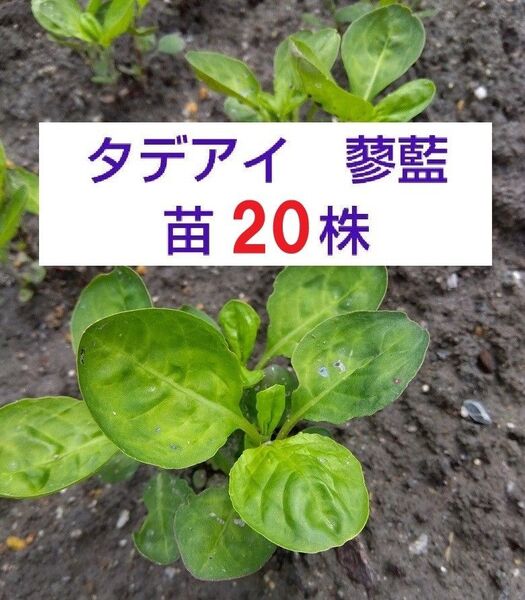 【ネコポス】タデアイ 蓼藍苗 20株 抜き苗 藍染め 農薬不使用