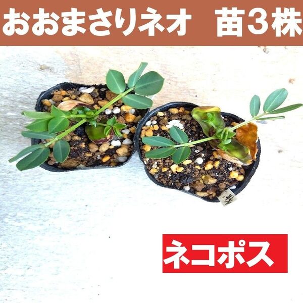 3株【ネコポス】おおまさりネオ 落花生 ラッカセイ 苗 農薬不使用